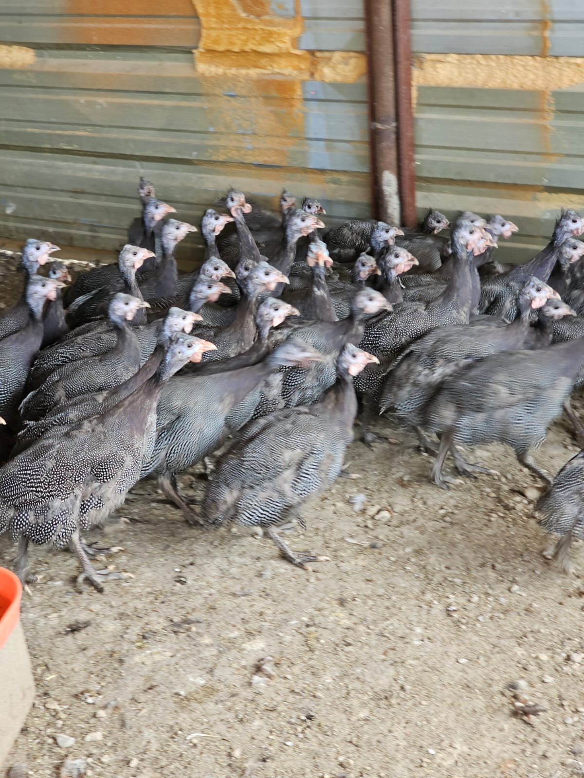 WhatsApp Image 2025-04-16 at 8.53.09 PM